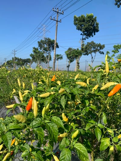 The image shows a close-up view of a chili pepper field in Karangkemiri, Indonesia. The chili plants are laden with peppers in various stages of ripeness, with some being green, yellow, and orange. The plants are lush with green leaves and are supported by wooden stakes. In the background, tall trees and electrical power lines with utility poles are visible against a clear blue sky. The field appears to be covered with black plastic mulch. The image captures a sunny day in a rural agricultural setting.