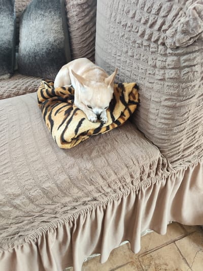 A light-colored chihuahua dog, with cream-colored fur and prominent ears, is depicted resting on a folded tiger-print blanket (black stripes on an orange-tan background). The dog's head is lowered, and its eyes appear closed, indicating sleep or deep rest, with its front paws tucked beneath its head. The dog and blanket are positioned on a sofa, which is covered with a textured, light brown or beige slipcover featuring a crinkled or waffle-like pattern. The slipcover extends down to the floor, displaying a gathered or ruffled skirt along the bottom edge. Behind the dog, visible on the sofa, are two large, rectangular pillows with dark grey, shaggy or fuzzy covers, and a portion of another brown, textured pillow. Below the sofa, a floor covered with light brown or terracotta-colored tiles is visible, exhibiting prominent grout lines and some signs of wear. The scene is illuminated by ambient indoor light. The location is an indoor setting in Brestnik, Bulgaria.