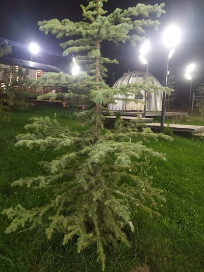 The photograph captures a nighttime scene in Sosnovka, Kyrgyzstan, focused on a young spruce tree in the foreground. The tree has a dense canopy of green needles and branches that spread out at its base. Behind the tree, a modern, transparent geodesic dome structure is visible, illuminated from within by soft, white curtains. Multiple streetlights, emitting bright white light, illuminate the area, some of which are obscured by the branches of the spruce tree. The ground is covered in green grass, suggesting an outdoor recreational or residential setting. In the background, a wooden structure with a sloped roof is partially visible, along with more trees. The overall atmosphere is one of a well-lit, contemporary outdoor space at night.