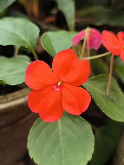 A close-up, eye-level, vertical shot features a vibrant red flower in the foreground, centered within the frame. The flower has five petals and a delicate green stamen. Behind the red flower, several green leaves are visible, along with other flowers that are out of focus, one of which appears pink. The background is blurred, suggesting a natural or garden setting. The image was taken in Cotmerbo, Indonesia.