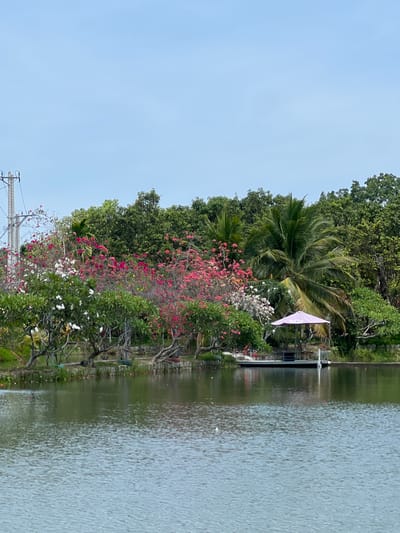 This is a landscape photograph taken in Suối Tân, Vietnam, featuring a tranquil body of water in the foreground. The water has a greenish hue and is gently rippled. Along the far bank, a lush backdrop of trees forms a dense green canopy, interspersed with flowering bushes. Prominent are vibrant pink and white bougainvillea, adding pops of color to the scene.
To the right of the frame, a small, open-air pavilion with a purple umbrella is situated on a wooden dock extending into the water. Two chairs are visible within the pavilion. A single utility pole with wires is present on the far left side of the image, contrasting with the natural beauty of the surroundings. The sky above is a clear, pale blue. The overall atmosphere is serene and natural.
