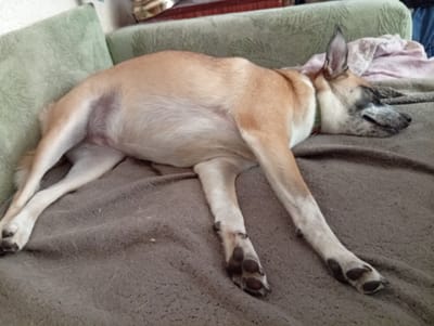 A tan and white dog is sleeping on a brown blanket, likely in a living room. The dog is lying on its side with its legs extended. It has a green collar and a black and tan face. Behind the dog, a light green couch can be seen. The background is blurred, but hints of a shelf with some objects can be discerned. The lighting suggests it could be daytime, with natural light filtering into the room. The dog appears relaxed and at peace, indicating a calm and comfortable environment. There is no visible text in the image. The location context is Zviahel, Ukraine.