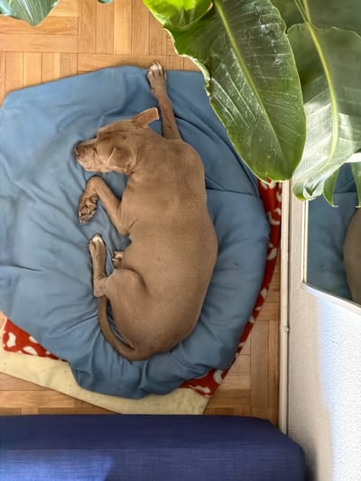 This overhead, medium shot captures a tan-colored dog sleeping peacefully on a blue dog bed. The dog is curled up on its side, with its head resting on its paws. Its eyes are closed, and its body appears relaxed. The dog bed is placed on a wooden floor, and next to it is a red and white patterned blanket. To the left of the scene, a large, green plant with broad leaves is visible, suggesting an indoor setting with natural elements. In the background, a sliver of a mirror reflects the ceiling and what appears to be a wall. The lighting suggests it is daytime, possibly morning or afternoon, with soft light filtering into the room. The overall mood is serene and tranquil, highlighting the dog's comfort and rest. There is no visible text in the image. The location context of Las Rozas de Madrid, Spain, indicates the geographical setting.