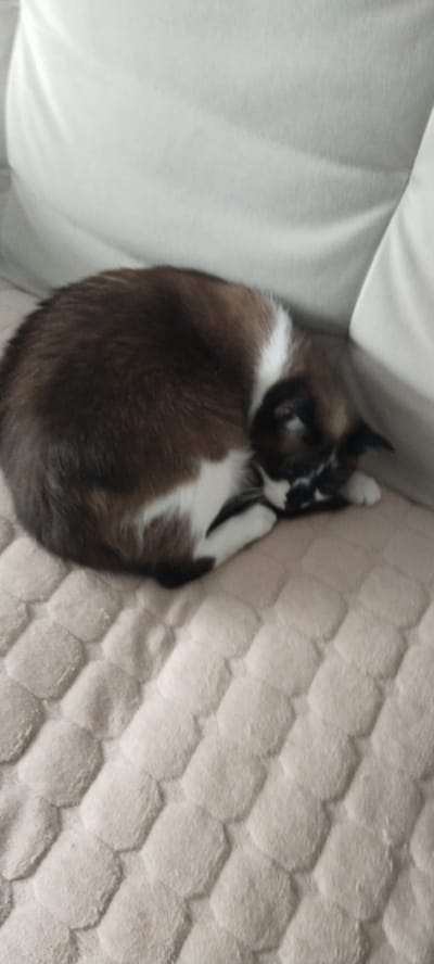 The image shows a cat sleeping curled up on a textured surface. The cat has dark brown and white fur. The background consists of a blurred white surface, possibly a pillow or cushion. The textured surface the cat is lying on appears to be a blanket or bedspread. There is no indication of the city of Volchansk, Russia, or any specific location within it. The scene is a simple, static shot of a sleeping animal.