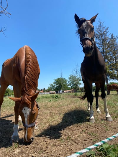 This image captures a bright, sunny rural scene in Slavovitsa, Bulgaria. In the foreground, two horses are prominent. On the left, a chestnut horse with a white facial blaze and white lower leg markings is grazing, its head down towards the dry grass. It wears a dark bridle or halter with white beading. On the right, a dark bay or black horse with white lower leg markings stands erect, facing directly towards the camera, also wearing a dark bridle or halter. A third, lighter brown horse is partially visible in the far-right background. The ground is a mixture of dry, patchy grass and bare earth. A white and green striped rope or barrier runs diagonally across the lower right corner. The background features scattered trees, including a tall coniferous tree behind the dark horse, and distant low-rise rural buildings under a clear, cloudless blue sky, indicating strong daylight. No human subjects are visible.