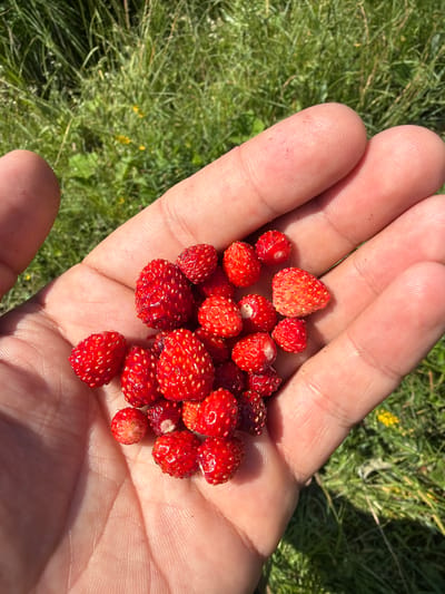 A close-up, overhead shot shows a person's cupped hand holding a pile of small, ripe wild strawberries. The hand is fair-skinned and the strawberries are bright red with visible seeds. The background is a blurry expanse of green grass and some yellow wildflowers, suggesting an outdoor, natural setting. No specific location in Podshivalovo, Russia is discernible from the image.