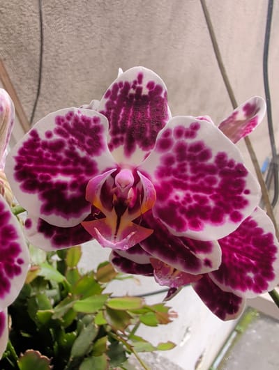 A close-up, eye-level, medium shot captures a cluster of vibrant purple and white spotted orchids in bloom. The orchid's petals are a delicate white with striking, irregular patches of deep magenta and fuchsia. The center of the flower exhibits a complex structure with lighter pink and yellow hues. The orchid is situated in front of a textured, light-colored wall and appears to be part of a larger plant with green foliage visible at the bottom left. Two thin, dark strands, possibly wires or plant stems, hang in the background. The overall lighting is bright, highlighting the intricate details and colors of the orchid. The image does not provide any contextual information about its location in Waterford, Ireland.