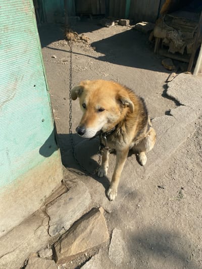 A dog is chained outside on a concrete and stone surface near a green corrugated metal structure in Oblivskaya, Russia. The dog is light brown with a black back and is lying down, looking at the camera. The chain is attached to a collar around the dog's neck. The background consists of a mix of concrete, stone, and dirt.