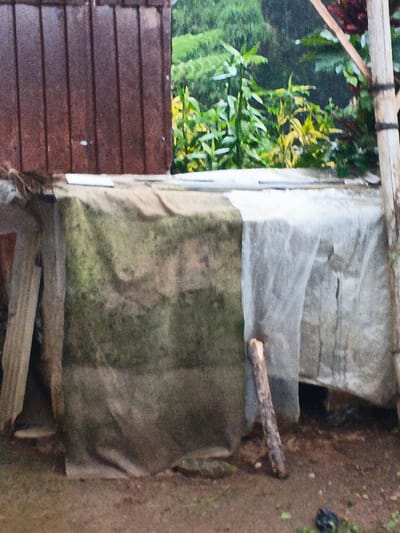 A makeshift structure is covered with draped, stained tarps. The left side of the tarp is heavily discolored with a dark green hue, while the right side appears grey. A wooden post leans against the structure's right side. The structure abuts a dark wooden wall on its left. Beyond the wall and structure, lush green foliage and trees are visible. The ground is dirt.