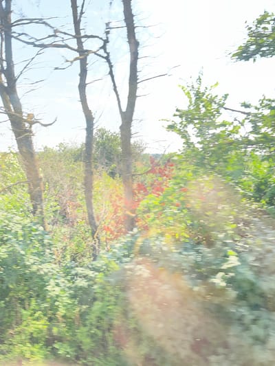This is a photograph of trees and foliage taken from a moving vehicle. The motion blur indicates a fast shutter speed or a fast-moving subject. The image displays a sunlit outdoor environment with a variety of green and some reddish-orange plants. Bare branches of trees are visible in the foreground, with more lush vegetation in the background. The sky is bright and appears to be clear or partly cloudy. The scene is characterized by natural elements, suggesting a rural or park-like setting. The photograph was taken in Kardam, Bulgaria, likely along a road or path surrounded by vegetation.