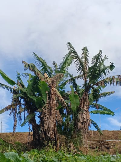 Three banana trees dominate the scene against a sky with scattered clouds. Their trunks are sheathed in dry, brown leaves, contrasting with the vibrant green leaves at their tops. Bunches of green bananas are visible on one tree. Below, a grassy embankment is covered in vegetation, including cabbages and other plants. Some wooden material is visible to the right, while white sticks protrude to the left.