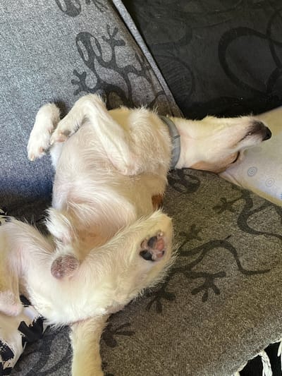 The image shows a white dog sleeping on its back on a sofa. The dog is wearing a grey collar and its belly is exposed. The sofa is covered in a grey fabric with a pattern of dark grey shapes. There is a black cushion or blanket on the right side of the sofa, and a patterned white pillow underneath the dog's head. The scene is indoors, likely in a residential setting. There is no information in the image to suggest a location in Figueres, Spain.