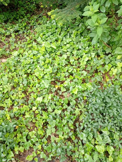 The image depicts a ground-level view of dense, green foliage in an outdoor setting. The vegetation consists primarily of ivy with its characteristic lobed leaves, interspersed with some darker green, broader leaves from another plant species. There are also hints of brown soil and fallen leaves visible beneath the plants. The scene appears to be a natural or semi-natural area, likely a garden bed or the undergrowth of a wooded area. The lighting suggests it is daytime. There are no people, animals, or man-made structures visible in the image. The location is identified as Nowa Wieś Szlachecka, Poland.
