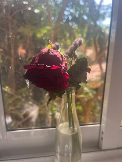 A single, deep red rose in a vase sits on a windowsill. The flower is past its prime, its petals beginning to wilt and dry, catching the sunlight. The vase, filled with water and stems, lies horizontally. Outside the window, a blurred view of greenery and trees provides a bright, natural backdrop to the still life. The composition highlights the contrast between the fading beauty of the rose and the vibrant life outside.