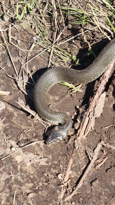 A grey-scaled snake is coiled on dry dirt with sparse grass and twigs. The snake's head is facing downwards and to the left. The scene is outdoors in what appears to be a natural or uncultivated area. The overall environment suggests a terrestrial habitat. No specific location within Ol'khovka, Russia can be identified from the image.
