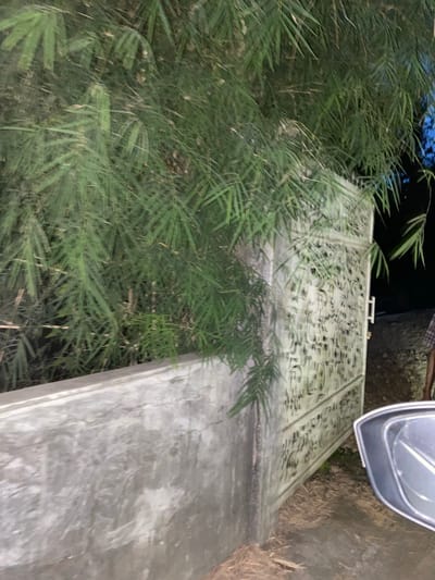 The image shows a decorative metal gate with an intricate, repeating circular pattern, situated next to a concrete structure. Lush green bamboo foliage partially obscures the left side of the gate and the foreground. The scene appears to be outdoors, possibly at dusk or night, given the dim lighting. A portion of a silver-colored vehicle is visible at the top right of the frame, casting a shadow over the gate. The overall impression is one of a private property, perhaps a garden or entryway, with elements of both natural and man-made design. There is no visible text in the image. The setting suggests a tropical or subtropical environment due to the presence of bamboo. The image is taken from a low angle, looking upwards towards the gate.