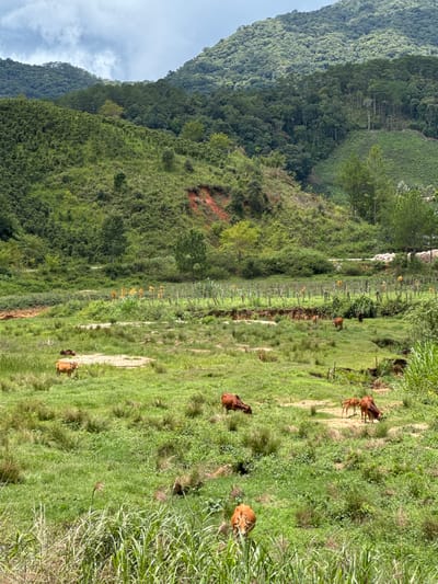 A herd of cattle grazes in a lush, green pasture at the base of rolling, forested hills. The terrain is uneven, with a terraced hillside visible in the background, possibly indicating agricultural use. A dirt path can be seen winding through the middle ground. The sky is overcast with dramatic clouds. The scene appears to be in a rural area of Klong Klanh, Vietnam.