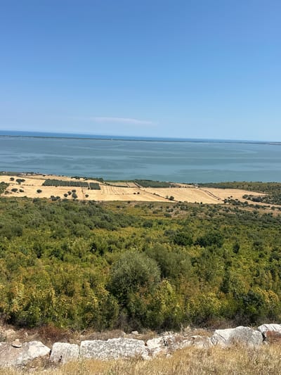 The image displays a panoramic view of a coastal landscape. In the foreground, dry grass and rough stone fragments are visible. The midground is dominated by lush green foliage, transitioning into fields of golden, harvested crops dotted with olive trees. Beyond the fields, a vast expanse of calm, blue water stretches towards the horizon, where a hazy line of land is barely discernible under a clear, bright blue sky. The scene appears to be an undeveloped natural area, possibly overlooking a lake or a bay. The absence of any identifiable landmarks or specific structures prevents a precise location within Cagnano Varano, Italy, from being determined from the image alone.