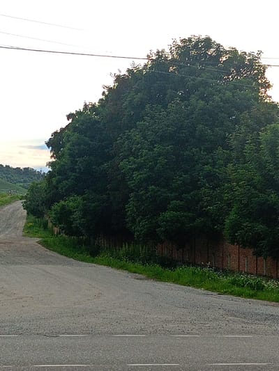 This is a vertical, eye-level, medium shot of a rural road in Zelenchukskaya, Russia. The road is paved and curves to the left, leading towards a hill in the distance. On the right side of the road, there is a low brick wall with a row of trees behind it. The trees are dense and green, with some of the branches extending over the wall. In the background, there are more trees and hills, and the sky is overcast. There are no people or animals visible in the image. The overall impression is one of a quiet, natural landscape.