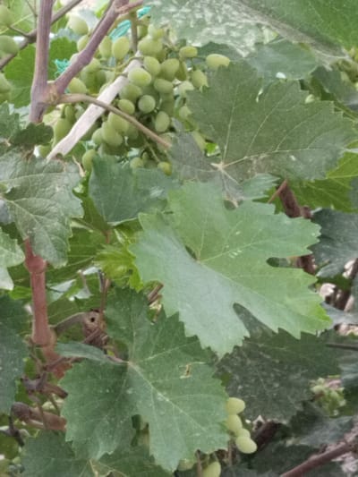 A close-up, eye-level shot captures a cluster of unripe green grapes on a vine in Chalysh, Uzbekistan. The grapes are small, oval-shaped, and grow in bunches. Large, serrated green grape leaves dominate the foreground, some showing signs of dust or powdery mildew. The vine itself is visible with brown woody stems. In the background, more leaves and bunches of grapes are blurred, suggesting a dense vineyard or garden. The lighting is soft, indicating an overcast day or shade.