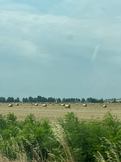 The image depicts a rural landscape with a field of harvested wheat, evidenced by numerous round bales of hay scattered across the golden stubble. In the distance, a line of trees forms a natural border, beyond which a few buildings are visible, including what appears to be a farmhouse and a small, old tower. The sky is overcast with soft, diffused clouds, casting a gentle light over the scene. In the foreground, lush green foliage and tall grasses are blurred due to motion, suggesting the photograph was taken from a moving vehicle. The location is identified as Polignano, Italy. There are no people or animals present in the image.