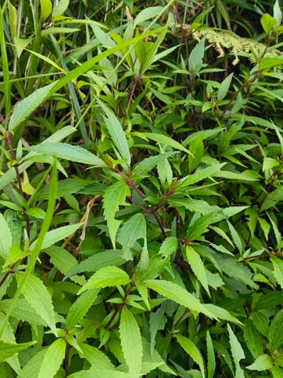 The image displays a dense arrangement of green foliage, dominated by various plant species in an outdoor environment in Pyingyaung, Myanmar. The foreground and midground feature plants with elongated, serrated green leaves and distinct reddish-brown stems. One prominent leaf in the mid-left area exhibits irregular perforations and chewed edges, indicative of insect activity. In the upper middle-right, a faint, delicate spiderweb is discernible, with a small, light-colored spider positioned within it. Surrounding these central plants, other green vegetation, including grass-like blades and a fern frond in the upper right background, contribute to the verdant and somewhat untamed nature of the scene. No human subjects or manufactured objects are visible. The scene is static, depicting natural growth and minor biotic interactions.