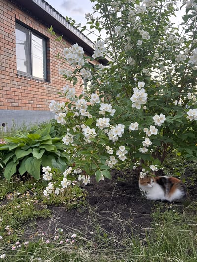 A calico cat, predominantly white with patches of black and orange, is sniffing at a bush of white jasmine flowers. The cat is positioned in the center-right of the frame, partially obscured by the foliage. The jasmine bush is in full bloom, with numerous small, white, star-shaped flowers and green leaves. To the left of the jasmine bush, part of a brick building is visible. The building has a dark brown roof and a window with a light-colored frame. The ground around the cat and the bush is dark soil with some dry grass and small wildflowers. The scene appears to be outdoors, likely in a garden or yard, given the presence of the plant life and the residential building. The lighting suggests it is daytime, possibly overcast due to the soft light and white sky. The overall mood is peaceful and natural, with the cat interacting with its surroundings. No visible text is present in the image.