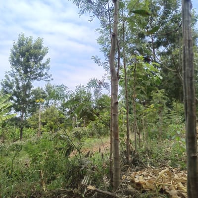 The image displays a daytime outdoor scene located in Mururi, Kenya, characterized by dense vegetation. The foreground exhibits uncultivated ground covered with green herbaceous growth, grasses, and scattered light brown organic debris, including what appears to be dried plant matter. Several slender, light grey to brown tree trunks and saplings with sparse green foliage rise vertically through the mid-ground. In the background, a cluster of taller, mature trees with full green canopies is prominent on the left, with additional green foliage extending across the frame. A portion of a large, green banana leaf is visible on the far left edge. The sky above is light blue with dispersed white clouds. No human subjects, animals, or man-made structures are present within the frame. The scene is static.