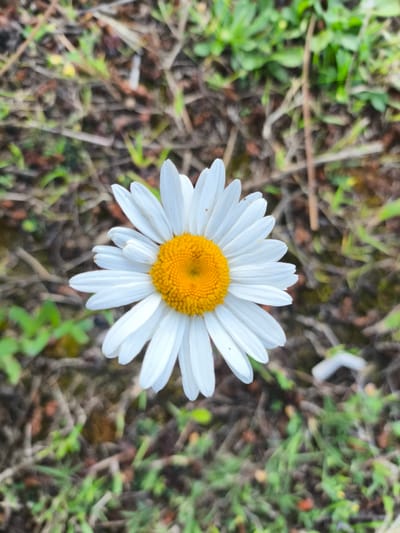 This is a close-up, top-down shot of a single daisy flower. The daisy is predominantly white with a vibrant yellow center. Its petals are delicate and radiate outwards from the core. The flower is positioned in the center of the frame, creating a focal point.
The background consists of a soft-focus natural environment. It appears to be a patch of ground covered with dry grass, twigs, and some green foliage. The colors in the background are muted, with browns, greens, and hints of yellow. The lighting suggests it's daytime, likely outdoors, with no strong shadows visible. The overall mood is peaceful and natural, highlighting the simple beauty of the flower. There is no visible text in the image. The location context provided, Baghlan, Abkhazia, suggests an outdoor setting in a natural or possibly rural environment.
