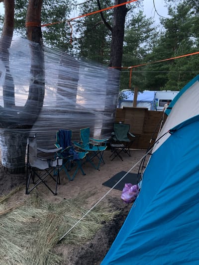 The image depicts an outdoor campsite in Primorsk, Russia, characterized by a forested environment with pine trees. The scene features several camping chairs, two of which are teal and two are dark green and grey, positioned on sandy ground. A blue and white tent is prominent in the foreground, with its entrance facing away from the viewer. To the left, two large pine trees are wrapped in clear plastic sheeting, secured with orange straps. In the background, a person stands near a camper van and another tent, suggesting a communal camping area. The ground is a mix of sand and dry grass, with pinecones scattered around. The overall impression is that of a rustic, functional campsite.