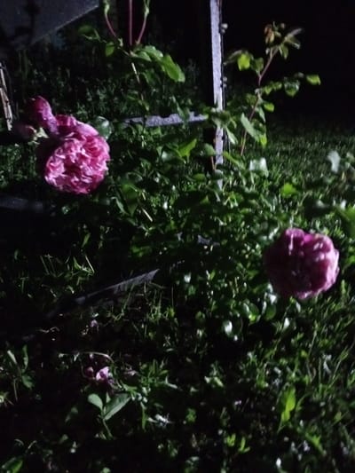 The image depicts a nighttime scene with two large, pink, peony-like flowers in focus. The flowers are positioned in the foreground and midground, with one to the left and the other to the right. They appear to be part of a bush with lush green foliage, some of which is wet, suggesting recent rain or dew. The background is dark, with hints of grass and a metal structure, possibly a fence or gate, on the left side. The overall lighting suggests artificial light from an unseen source, casting shadows and highlighting the wet petals of the flowers. There are no people or animals visible in the image. The scene is set in a garden or park environment, potentially in Staryy Otrada, Russia, given the context of the request.