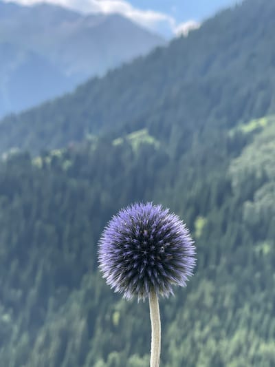 A close-up, eye-level shot focuses on a singular, spherical purple flower with delicate, spiky petals. The flower is positioned slightly to the left of the frame, its stem visible below, appearing light brown and fuzzy. The background is a blurred, green expanse of densely packed trees, indicative of a mountainous or forested hillside. Above the treeline, hazy blue mountains with hints of white clouds are visible under a bright sky. The scene is set outdoors, suggesting a natural environment. The location is Koklaisay, Kazakhstan.