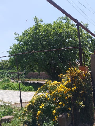 A bird flies in the clear blue sky above a lush green tree. In the foreground, a bush with bright yellow roses is in full bloom. A metal pole stands in front of the rose bush. The scene appears to be a backyard or garden area in the city of Nor Geghi, Armenia, on a sunny day.
