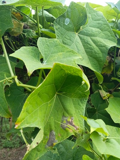 The image displays a dense cluster of green plant foliage in Kutkai, Myanmar, dominated by broad, lobed leaves characteristic of a climbing vine. The leaves exhibit varying shades of green, with prominent venation patterns. A small, dark-bodied fly rests on an upper left leaf. On a central upper leaf, a singular, translucent, oval-shaped object, possibly an insect egg or secretion, is adhered to the surface. Another leaf, positioned lower and more centrally, shows a small patch of white, frothy material. Multiple leaves present irregular dark brown to black lesions, some with a visible fuzzy texture, indicative of fungal growth or decay. Scattered yellow discoloration is also visible on some leaf surfaces. Green stems and delicate tendrils are intertwined among the leaves. The background consists of further out-of-focus foliage and a lighter, indistinct area at the top, suggesting an outdoor, naturally lit environment. No human subjects or man-made structures are visible.