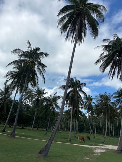 Two brown cows graze on a grassy field under a sky with scattered clouds. The field is surrounded by a dense grove of tall coconut palm trees, some of which lean at sharp angles. In the background, more coconut palms create a wall of vegetation. The scene is located in the city of Ban Khlong Hia, Thailand.
