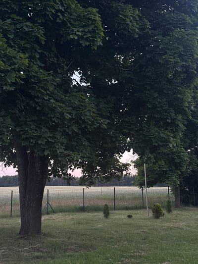 The image depicts an outdoor scene on a cloudy day, likely in the evening given the soft light. In the foreground, a large tree with dark green foliage dominates the left side of the frame. To the right of the tree, a wire fence runs horizontally across the middle ground, separating a grassy area from a field of light-colored crops in the background. The field appears to be a meadow or a cultivated area with some faint lines suggesting rows. Beyond the field, a dark line of trees forms the horizon. The sky is a pale pink and white, suggesting twilight. Several small, cone-shaped bushes are scattered in the grassy area in front of the fence, and a single, slender vertical pole stands near the center of the frame. The ground is covered in green grass with some patches of dry, lighter grass. There are no people visible in the image. The location is identified as Завалочыцкі сельскі Савет, Belarus.