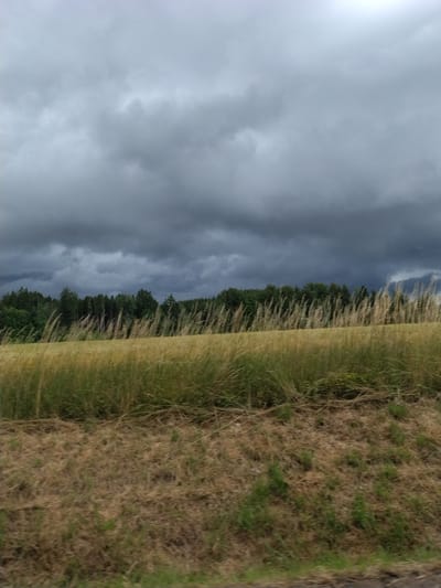 The image depicts a wide, horizontal view of a rural landscape under a heavily clouded sky. In the foreground, there is a strip of dry, brown grass and vegetation. Beyond this, a field of tall, golden-brown grass or wheat sways gently. In the background, a dense line of green trees forms a dark forest boundary. The sky above is filled with dark, ominous storm clouds, suggesting an impending downpour. The scene is likely located in or around Dušejov, Czechia, given the characteristic agricultural and forested terrain. There are no people or visible structures in the image. The overall impression is one of a dramatic, natural setting, possibly experienced during a journey through the countryside.