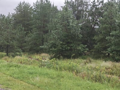 This media file depicts an outdoor scene featuring a dense forest of pine trees. In the foreground, a field of tall green grass and various wildflowers is visible, suggesting a natural, uncultivated landscape. The trees are lush and green, forming a thick canopy that extends across the background. The sky is overcast and appears cloudy, hinting at a potential for rain or a generally subdued, atmospheric light.

The scene conveys a sense of natural serenity and wildness. The presence of wildflowers adds a touch of delicate beauty to the rugged forest environment. The overall mood is calm and possibly melancholic, due to the overcast sky. The image seems to have been captured through a window, as indicated by faint vertical streaks and distortions across the frame, which could be water droplets or the texture of the glass. This perspective suggests someone observing the natural scene from indoors, perhaps during a journey or from a sheltered vantage point.

The location context provided is Kurumoch, Russia, which places the scene within a specific geographical area known for its natural landscapes, including forests and fields. This context helps to understand the type of flora and environment depicted. No specific activity or event is taking place; the image captures a static moment in time. There is no visible text within the media file. The time of day is indeterminate but likely daytime given the light levels, though the overcast conditions obscure any clear indication of the sun's position.