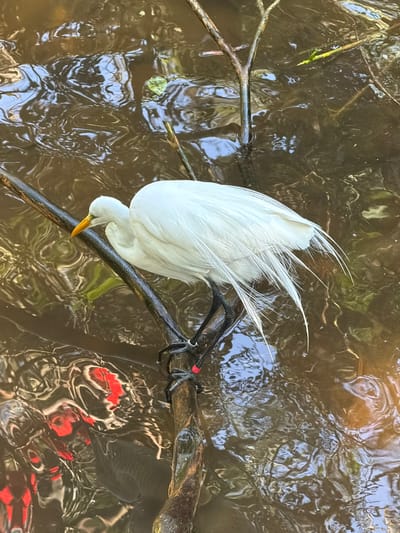 A white egret stands on a dark, wet branch that is partially submerged in murky brown water. The egret's feathers are long and wispy, with some trailing down towards the water. Its beak is bright yellow, and its legs are black. The water's surface is disturbed by ripples, and reflections of green foliage and a bright blue sky are visible. In the lower left quadrant of the image, two red shapes are reflected in the water, possibly indicating koi fish beneath the surface. The scene is likely captured in a natural or semi-natural environment within Foz do Iguaçu, Brazil, such as a park, botanical garden, or the area surrounding the Iguaçu Falls.