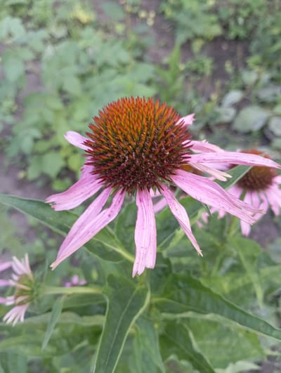 A close-up, slightly angled shot focuses on a pink coneflower in Keleberdivka, Ukraine. The flower's prominent, spiky, dark reddish-brown center is surrounded by delicate, pale pink petals that droop slightly. The petals are elongated and appear somewhat translucent, with visible veins. In the background, a second, less distinct coneflower of a similar color is visible. The surrounding environment consists of green foliage and soil, blurred to emphasize the flower in the foreground. The lighting suggests it is daytime, with soft, diffused light. No people or animals are present in the frame.