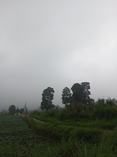 The scene depicts a rural landscape in Joshi Vihir, India, under a uniformly light grey, heavily overcast sky, consistent with fog or dense cloud cover. The upper two-thirds of the image comprises this atmospheric condition. The lower third features extensive green vegetation.
In the left foreground and midground, a cultivated field shows numerous rows of broad, leafy green plants. A narrow, unpaved dirt path, possibly damp, runs from the left midground, curving towards the center-right. Adjacent to the path on the right is an area of dense, varied green grass, bushes, and smaller trees.
Several large, dark-foliaged trees are distributed across the mid-to-far background. One distinct, bare, skeletal tree trunk stands in the left-mid background. Two light-colored vehicles, possibly white or light grey, are partially visible near the path in the distant left midground. A small, light-colored building with a faint brown roof is discernable through foliage in the right-mid background. No human figures or animals are visible, and no actions or interactions are occurring.