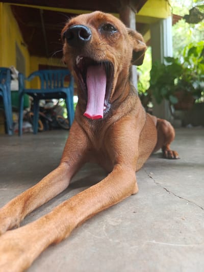 A medium-sized, brown dog is lying on a concrete floor with its front legs extended forward. The dog's mouth is wide open in a yawn, revealing a pink tongue. Behind the dog, there are blue plastic chairs, a bicycle, and various potted plants. The background suggests an outdoor patio or porch area. The location is not indicated by the image itself; the city of Monagas, Venezuela, is extraneous information not discernible from the visual content.