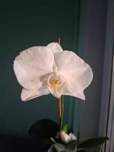 A close-up, eye-level shot showcases a single, white orchid bloom with yellow and pink accents in its center. The orchid is supported by a thin, brown stem. The background is a split of dark green on the left, transitioning to a darker gray on the right. The lighting suggests it is late afternoon or early evening, with sunlight illuminating the orchid from the right. The image appears to be taken indoors, near a window. There are no people or animals visible in the frame. No specific location in Sosnovka, Russia, can be determined from the visual information provided.