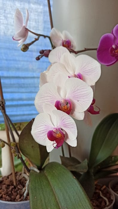 The image depicts an orchid plant featuring a mix of white and purple blooms. Several white petals exhibit delicate purple veining. The orchid is planted in a pot filled with brown, fibrous material. Green leaves, some darker in tone, are prominent on the right side of the image. A partially visible blue curtain serves as a backdrop.