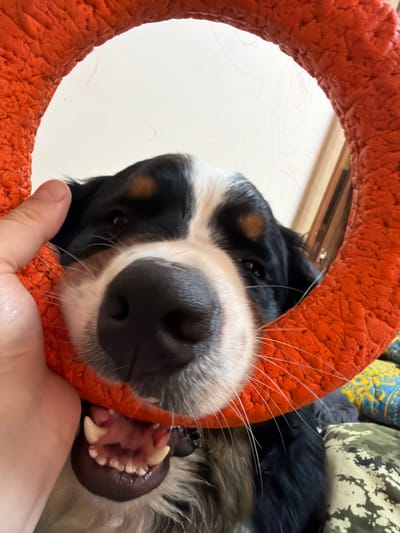 The image shows a close-up of a Bernese Mountain Dog's face as it chews on a bright orange ring toy. A human hand is holding the toy near the dog's nose. The dog's mouth is open, revealing its teeth and tongue. The background is blurred, but appears to be an indoor setting with some patterned fabrics visible. The lighting suggests it is daytime, likely indoors. The location in the city of Чёрная, Russia, is not discernible from the image.