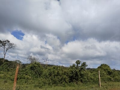 The image captures a broad, natural landscape under a dynamic sky, likely in Ihururu, Kenya. The scene is dominated by heavy cloud cover, featuring large, grey and white cumulus clouds that stretch across most of the upper frame. A distinct patch of clear blue sky is visible towards the upper left, providing a contrast to the otherwise overcast conditions.

In the foreground, a strip of green grass runs horizontally. Two rustic, vertical wooden posts, likely fence posts, are prominent: one on the left, closer to the edge, and another on the right, slightly further in.

The midground is densely covered with lush, varied green vegetation, consisting of bushes, shrubs, and smaller trees that create a thick, verdant expanse across the image. On the left side, standing tall above the dense shrubbery and reaching towards the sky, is a bare-branched tree with a distinct silhouette, suggesting it might be dormant or a specific species. Other trees, some with more foliage, are scattered among the thick undergrowth, forming a continuous line of greenery that recedes into the background.

There are no people or human activity visible. The light suggests it is daytime, with the heavy clouds diffusing direct sunlight. The scene conveys a sense of natural tranquility and expansiveness. No visible text is present in the image.