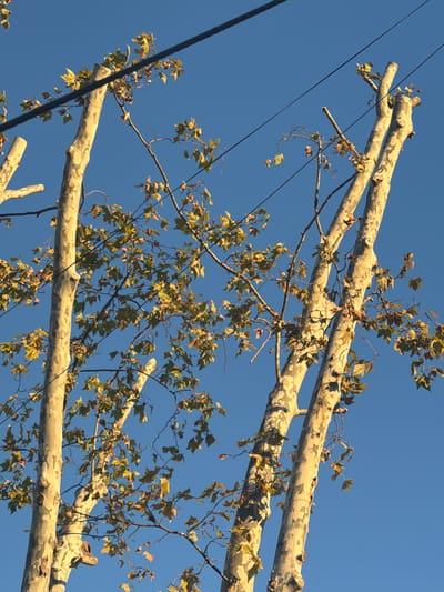 A low-angle shot shows three pruned branches of a tree with camouflage-patterned bark against a clear blue sky. Some branches have leaves that are mostly brown, indicating late autumn or winter. Electrical wires run diagonally across the frame, intersecting the tree branches. The location is potentially La Lucila, Argentina based on inference.