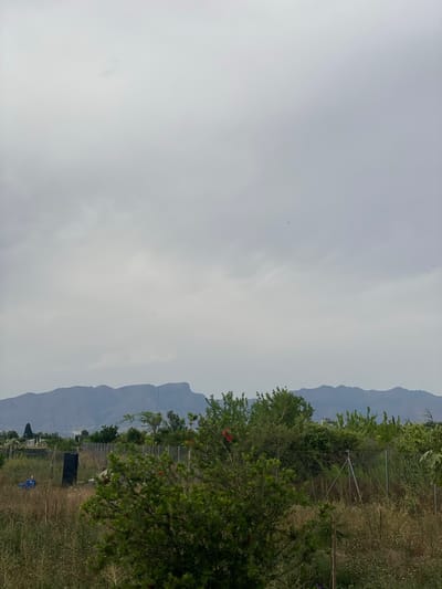 The image depicts an outdoor scene with a natural landscape in Zeneta, Spain. In the foreground, there is a lush green bush with red flowers, partially obscuring a chain-link fence that runs horizontally across the frame. Beyond the fence, a field with dry grass and scattered vegetation stretches towards the background. In the mid-ground, there are several trees and some distant structures, including a dark rectangular object and a blue barrel. The background is dominated by a mountain range under a cloudy sky. The overall atmosphere is overcast, suggesting a day with diffused light. There are no people visible in the image.