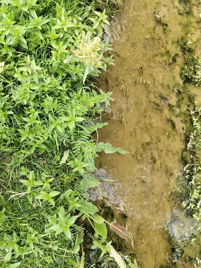 The image shows a top-down view of a shallow, muddy stream flowing through lush green vegetation. On the left side of the frame, dense green plants, including some with serrated leaves and a cluster of light-colored flowers, dominate the scene. The vegetation appears to be growing along the bank of the stream. The stream itself is shallow, with a muddy, sandy bottom visible beneath the murky water. Strands of aquatic plants and algae are present in the water, along with some debris. The environment appears to be natural and possibly rural, consistent with a location in the city of Terek-Suu, Kyrgyzstan. There are no people or animals visible in the image. The overall impression is one of a tranquil, natural setting.