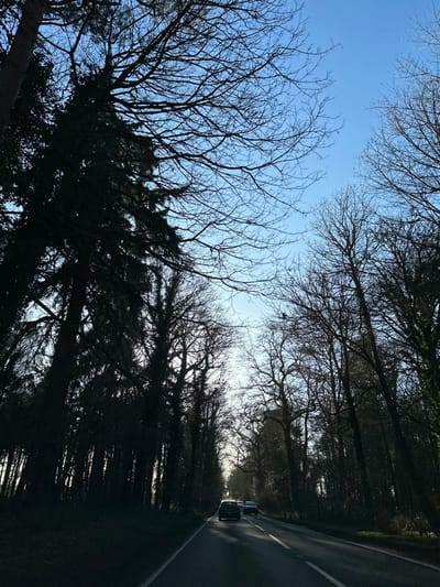 The scene depicts a two-lane asphalt road in the Breckland District, United Kingdom, viewed from a moving vehicle. The road, marked with solid and broken white lines, is bordered on both sides by a dense avenue of tall trees, predominantly bare deciduous trees displaying intricate branch structures, interspersed with dark evergreen conifers, particularly on the left. These trees are silhouetted against a clear, pale blue sky, which exhibits a bright, diffuse halo effect in the distant background, indicative of a low sun. Three dark-colored passenger vehicles are observed traveling away from the camera on the road in the mid-ground. The road surface in the foreground appears damp or reflective. The environment is consistent with a rural or semi-rural forested thoroughfare during a season of minimal foliage. No individuals are visible.